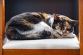 Beautiful spotted cat sleeping on a chair Royalty Free Stock Photo