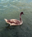 Beautiful spotted colorful swan floating in the lake