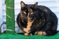 Beautiful Spotted Common European Cat Resting on the Porch