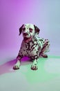 Beautiful spotted Dalmatian dog posing isolated over gradient green-purple studio background in neon light. Concept of Royalty Free Stock Photo