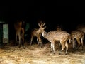 Spotted Deer/Chital-India Royalty Free Stock Photo