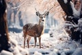 Beautiful spotted deer in the forest in the winter forest in the morning in the fog