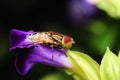 Beautiful spotted eye Syrphidae