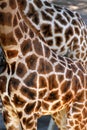 Beautiful spotted fur coat of two African giraffes Royalty Free Stock Photo