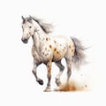 A beautiful spotted horse going in the field on a white background, watercolor painting