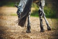 A beautiful spotted horse with a long tail fluttering in the wind stands in a sawdust paddock and eats grass on a summer day. The