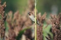 Beautiful spotted munia bird on crop