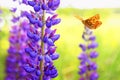Beautiful spotted orange pearl butterfly flies in the summer garden next to the bright lilac and blue lupine flowers on a Sunny
