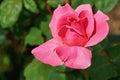 Beautiful spotted pink rose with a drop of water