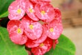 Beautiful spotted red flower in a tropical garden