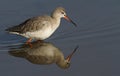 A beautiful Spotted Redshank Tringa erythropus hunting for food along the shoreline.