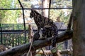 A beautiful spotted smoky leopard sits on a tree