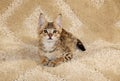 Serval Savannah Kitten