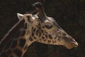 Beautiful Spotted West African Giraffe in profile - Los Angeles Zoo