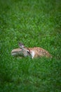 Whitetail fawn asleep in a grassy meadow