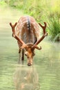 Beautiful spotty sika deer male Royalty Free Stock Photo