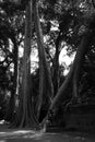 Ta Prohm Temple the big tree cover the temple located in Siem Reap City Cambodia