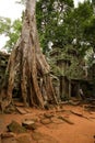 Ta Prohm Temple the big tree cover the temple located in Siem Reap City Cambodia
