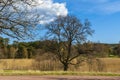 Beautiful sprawling tree Royalty Free Stock Photo