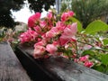 Beautiful spray pink roses by the bench. Flowers lie on a wooden surface Royalty Free Stock Photo