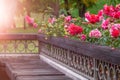 Beautiful spray pink roses by the bench. Flowers lie on a wooden surface Royalty Free Stock Photo