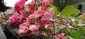 Beautiful spray pink roses by the bench. Flowers lie on a wooden surface. Banner