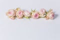 Beautiful spray roses, pink flowers, arranged in a row on white background, close-up