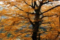 Beautiful spreading brightly lit autumn tree branches in golden leaves