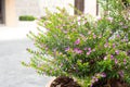 Beautiful spreading bush with small pink flowers. Bright juicy fresh green plants