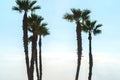 Beautiful spreading palm tree on the beach, exotic plants symbol