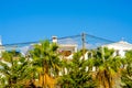 Beautiful spreading palm tree on the beach, exotic plants symbol