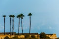 Beautiful spreading palm tree on the beach, exotic plants symbol