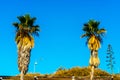 Beautiful spreading palm tree on the beach, exotic plants symbol