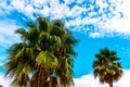 Beautiful spreading palm tree on the beach, exotic plants symbol