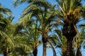 beautiful spreading palm tree, exotic plants symbol of holidays, hot day, big leaves