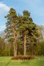 Beautiful spreading tall pine trees against the blue sky vertical photo