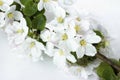 A beautiful sprig of an apple tree with white flowers against a white background. Blossoming branch. Spring still life