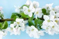 A beautiful sprig of an apple tree with white flowers against a blue background. Blossoming branch. Spring still life Royalty Free Stock Photo