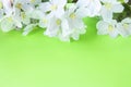 A beautiful sprig of an apple tree with white flowers against a green background. Blossoming branch. Spring still life Royalty Free Stock Photo