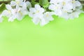 A beautiful sprig of an apple tree with white flowers against a green background. Blossoming branch. Spring still life Royalty Free Stock Photo