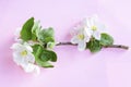 A beautiful sprig of an apple tree with white flowers against a pink background. Blossoming branch. Spring still life Royalty Free Stock Photo