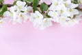 A beautiful sprig of an apple tree with white flowers against a pink background. Blossoming branch. Spring still life