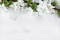 A beautiful sprig of an apple tree with white flowers against a white wooden background. Blossoming branch. Spring still Royalty Free Stock Photo