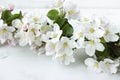 A beautiful sprig of an apple tree with white flowers against a white wooden background. Blossoming branch. Spring still Royalty Free Stock Photo