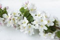 A beautiful sprig of an apple tree with white flowers against a white wooden background. Blossoming branch. Spring still Royalty Free Stock Photo