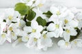 A beautiful sprig of an apple tree with white flowers against a white wooden background. Blossoming branch. Spring still Royalty Free Stock Photo