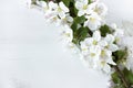 A beautiful sprig of an apple tree with white flowers against a white wooden background. Blossoming branch. Spring still Royalty Free Stock Photo