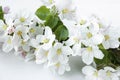 A beautiful sprig of an apple tree with white flowers against a white wooden background. Blossoming branch. Spring still Royalty Free Stock Photo