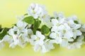 A beautiful sprig of an apple tree with white flowers against a yellow background. Blossoming branch. Spring still life Royalty Free Stock Photo