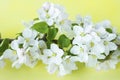 A beautiful sprig of an apple tree with white flowers against a yellow background. Blossoming branch. Spring still life Royalty Free Stock Photo